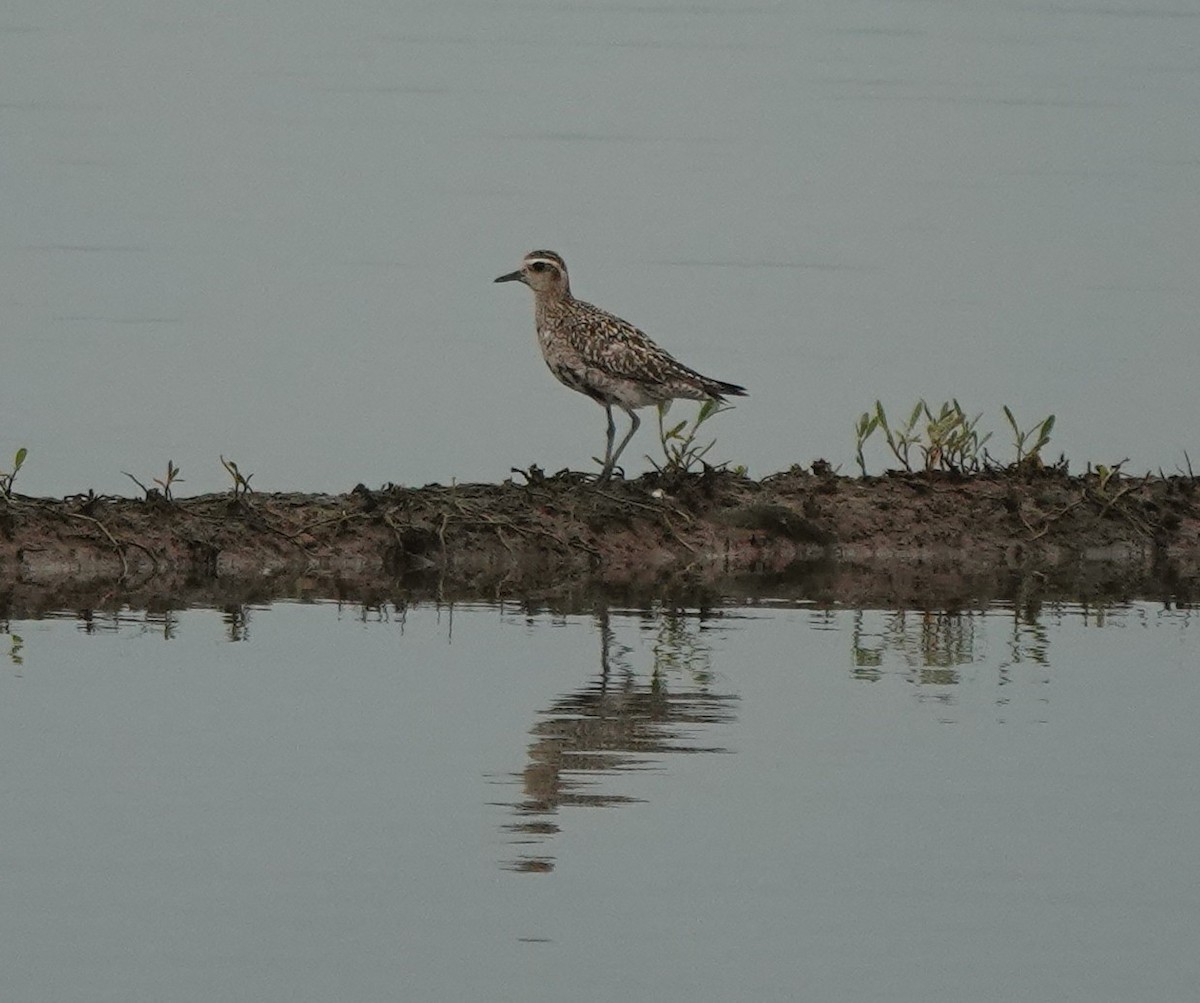 Black-bellied Plover - ML641096082