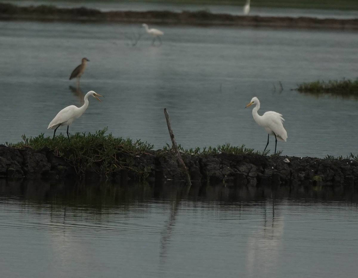 Medium Egret - ML641096088