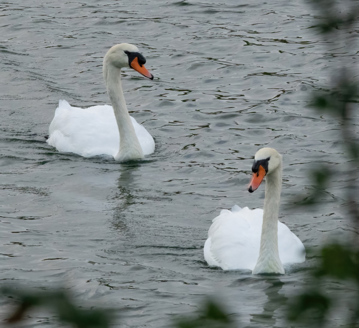 Höckerschwan - ML641096090