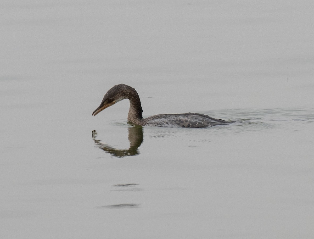 Reed Cormorant - ML641096132