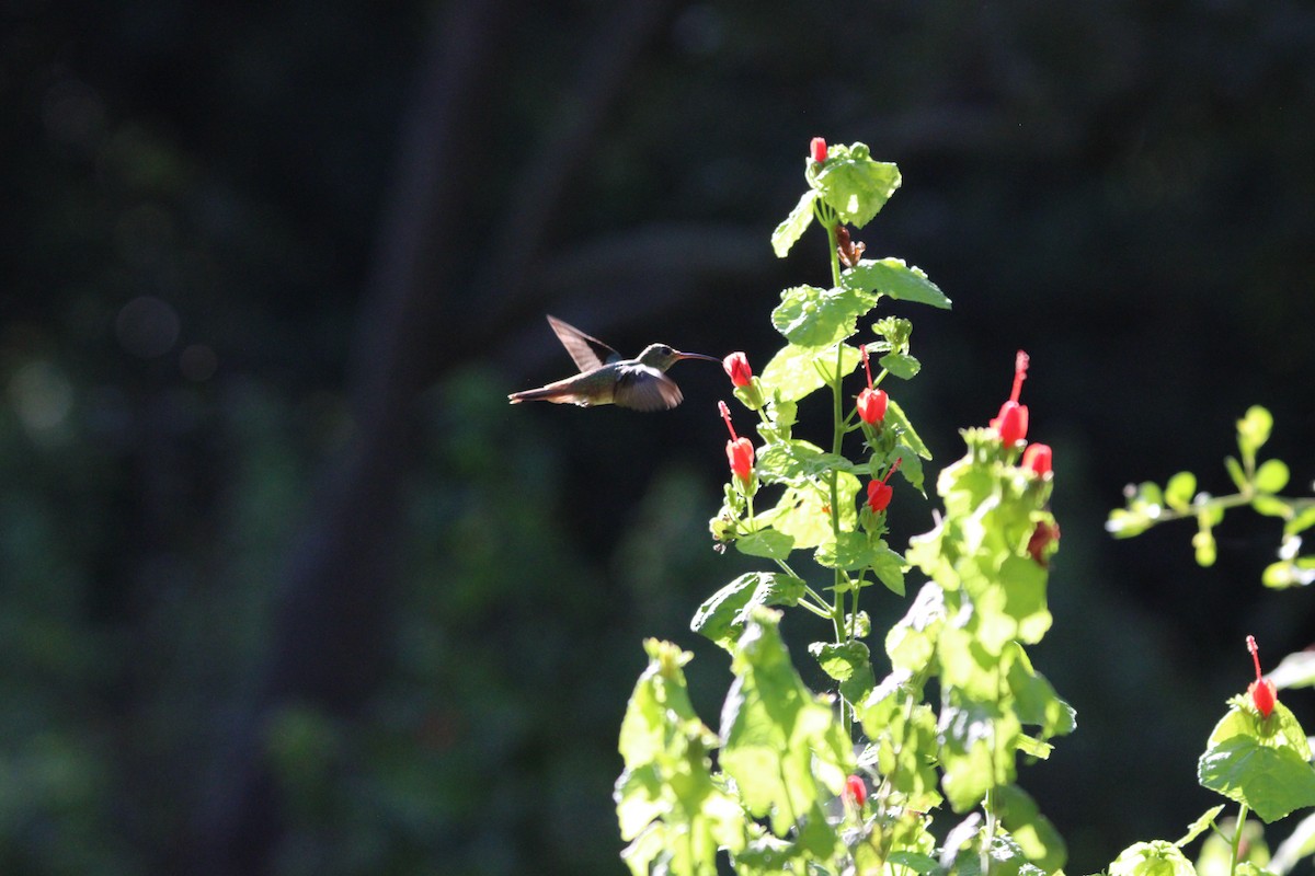 Buff-bellied Hummingbird - ML641096177