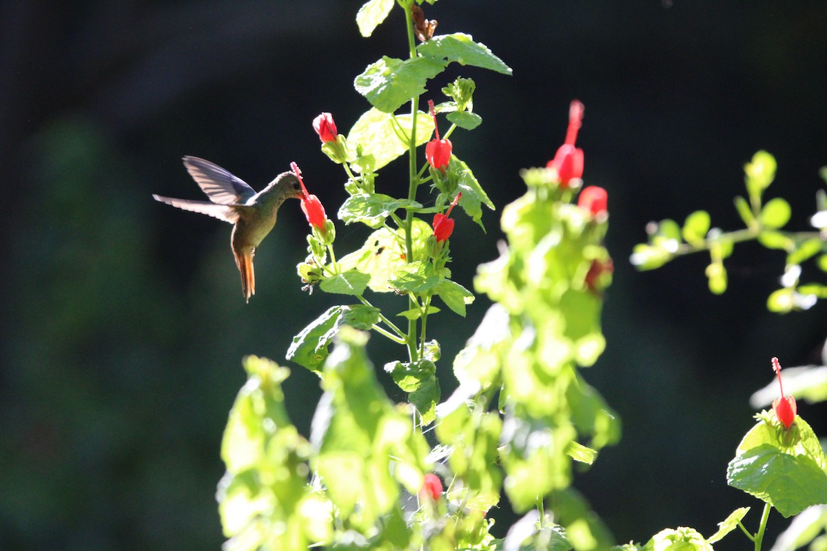 Buff-bellied Hummingbird - ML641096179