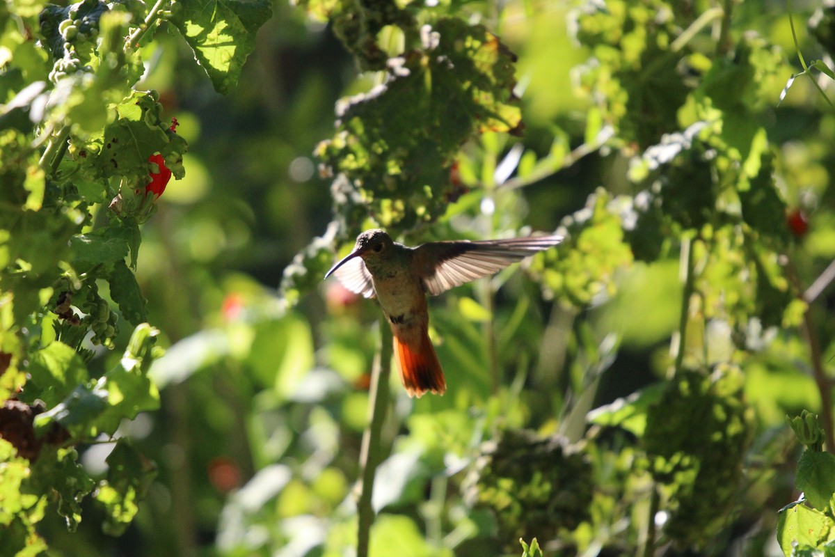 Buff-bellied Hummingbird - ML641096181