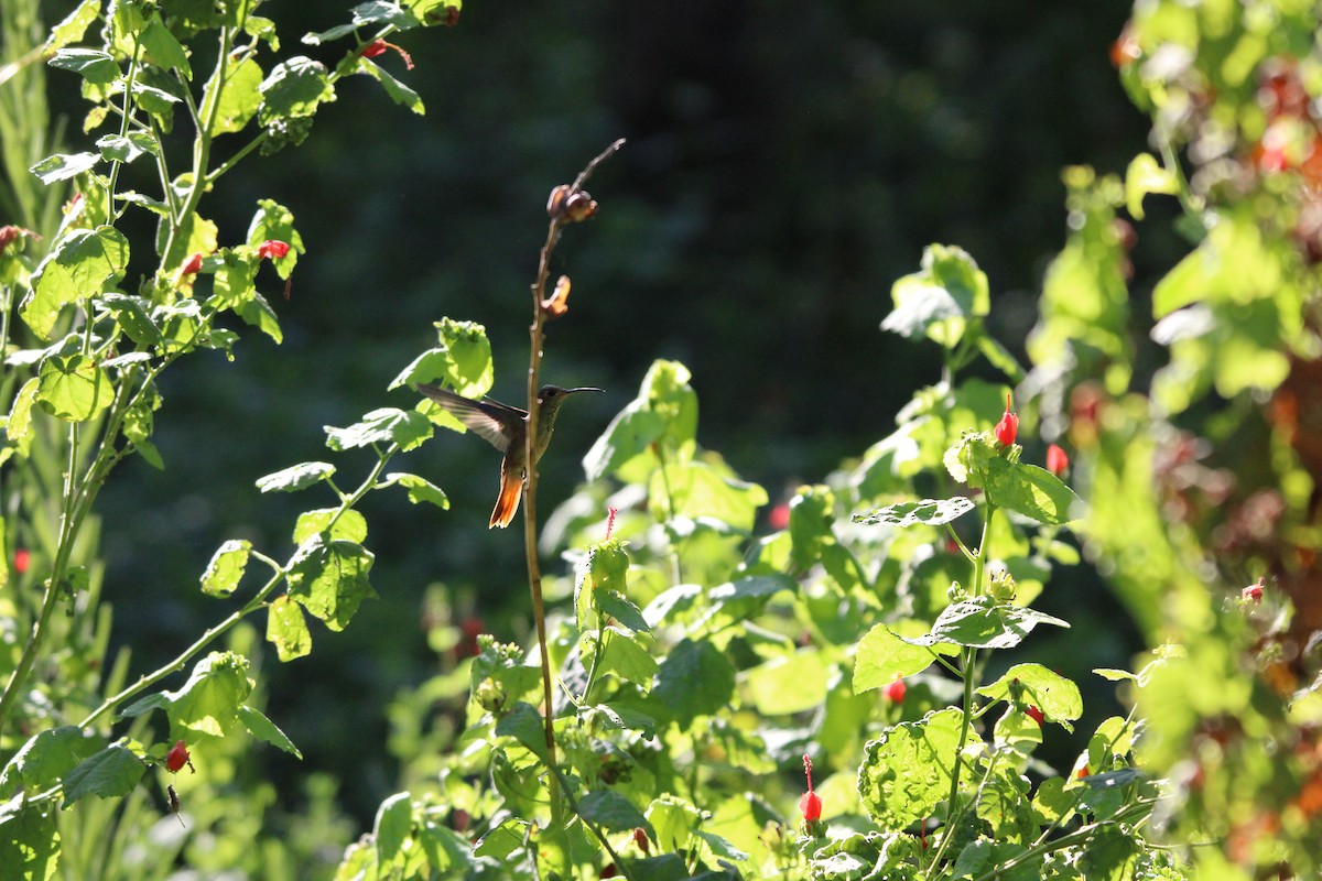 Buff-bellied Hummingbird - ML641096182