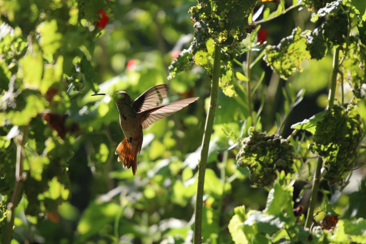 Buff-bellied Hummingbird - ML641096183