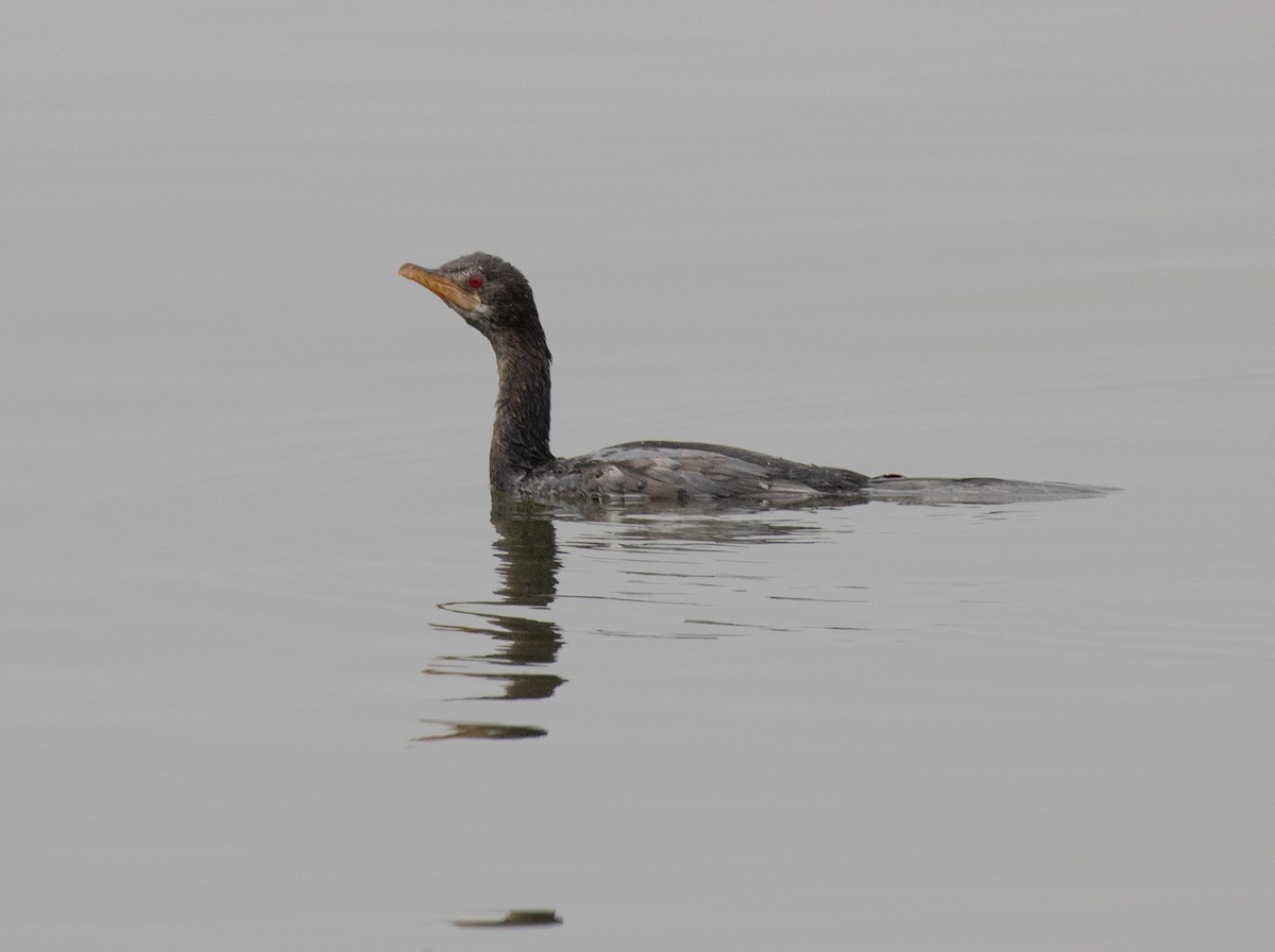 Reed Cormorant - ML641096184