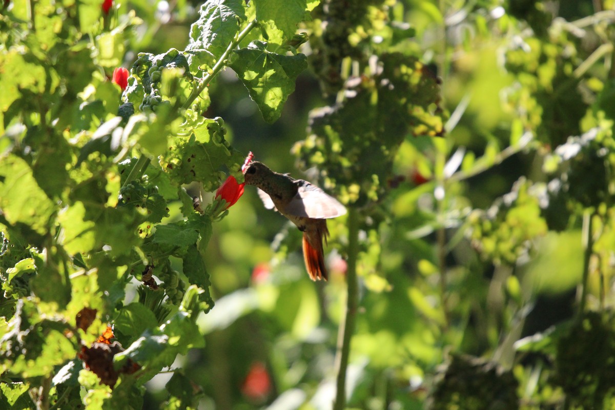 Buff-bellied Hummingbird - ML641096185