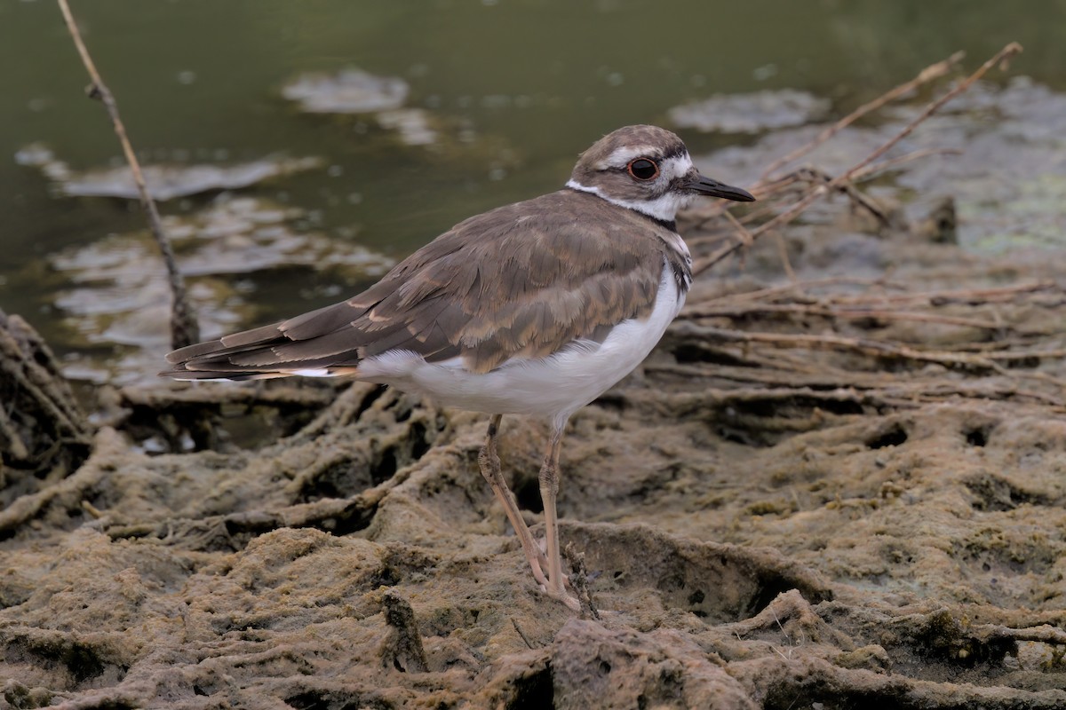 Killdeer - ML641096224