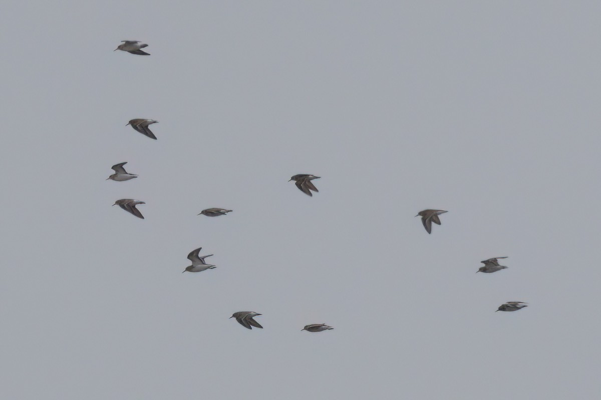 Least Sandpiper - ML641096227