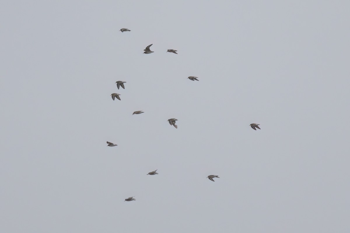 Least Sandpiper - ML641096228