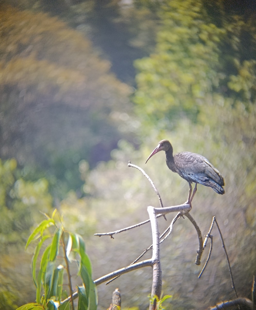 Bare-faced Ibis - ML641096243