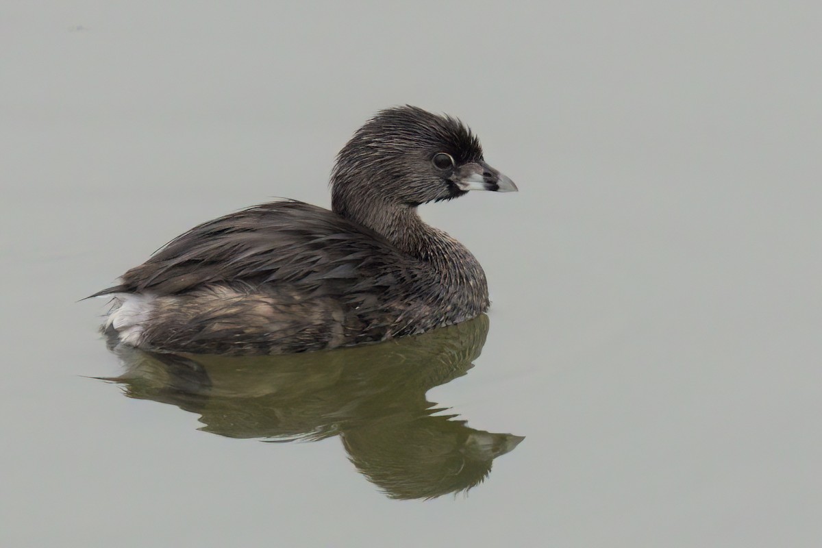Pied-billed Grebe - ML641096257