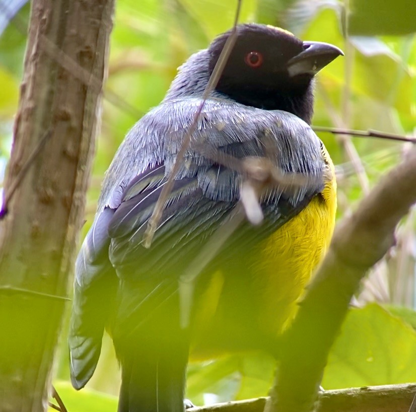 Hooded Mountain Tanager - ML641096261