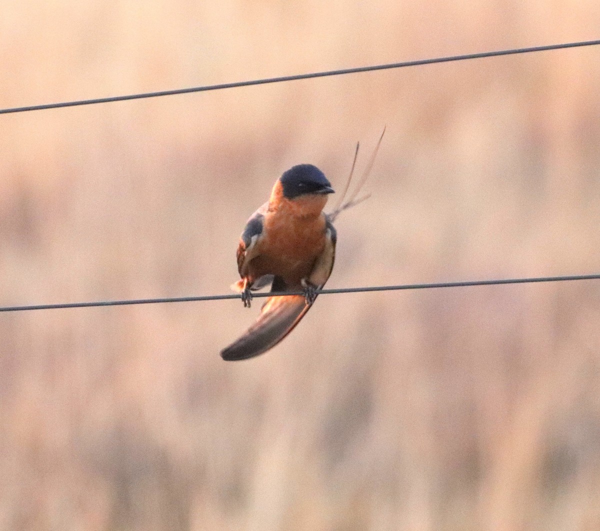 Rufous-chested Swallow - ML641096278