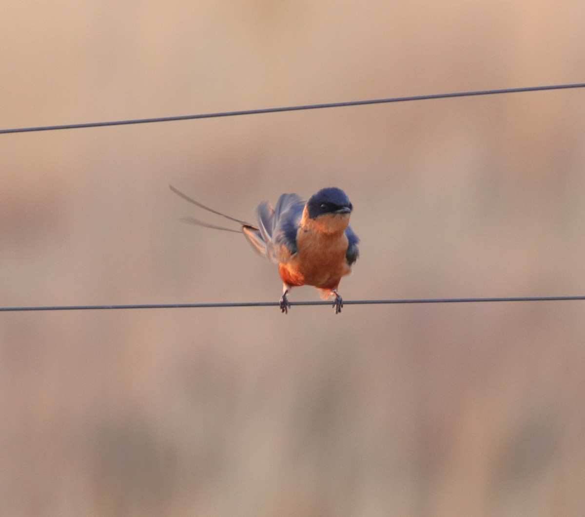 Rufous-chested Swallow - ML641096279