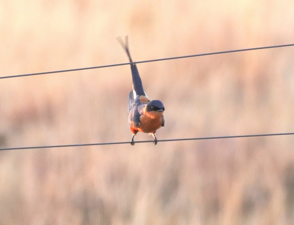 Rufous-chested Swallow - ML641096280