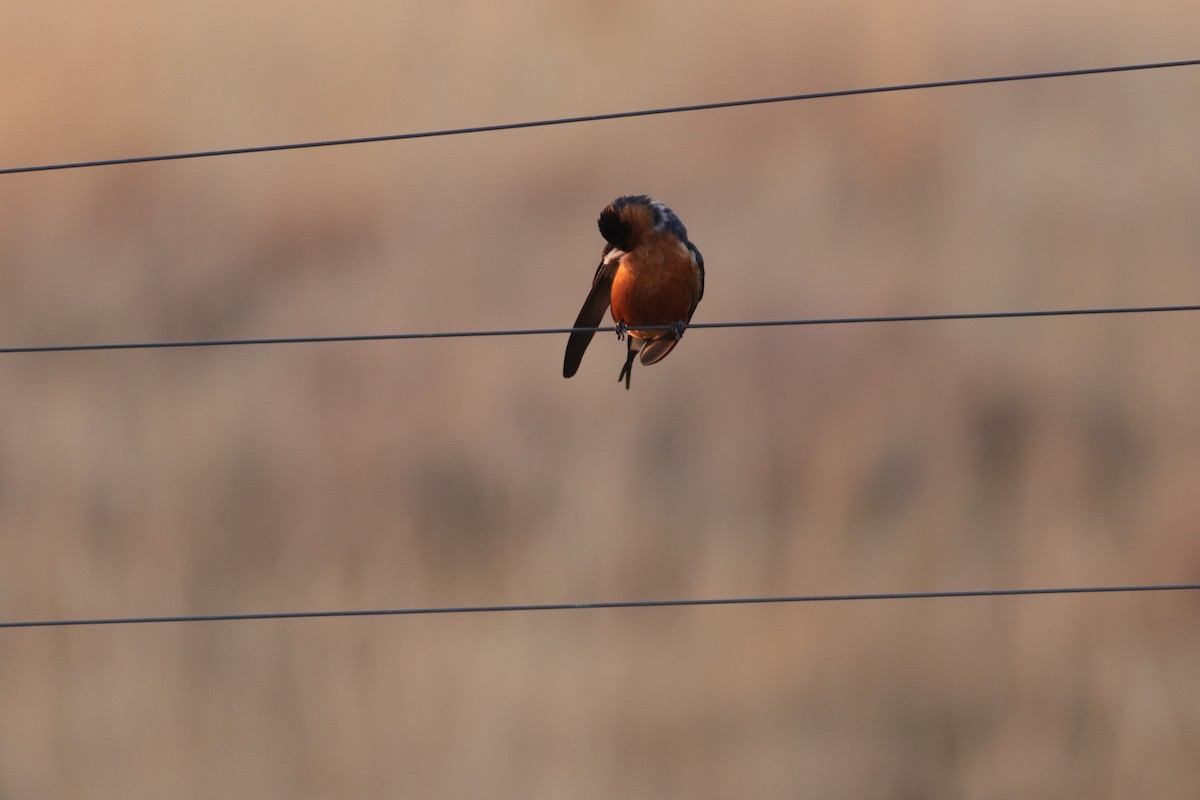 Rufous-chested Swallow - ML641096281