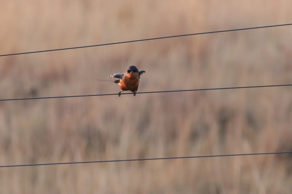 Rufous-chested Swallow - ML641096282