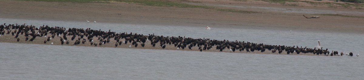 Double-crested Cormorant - ML641096293