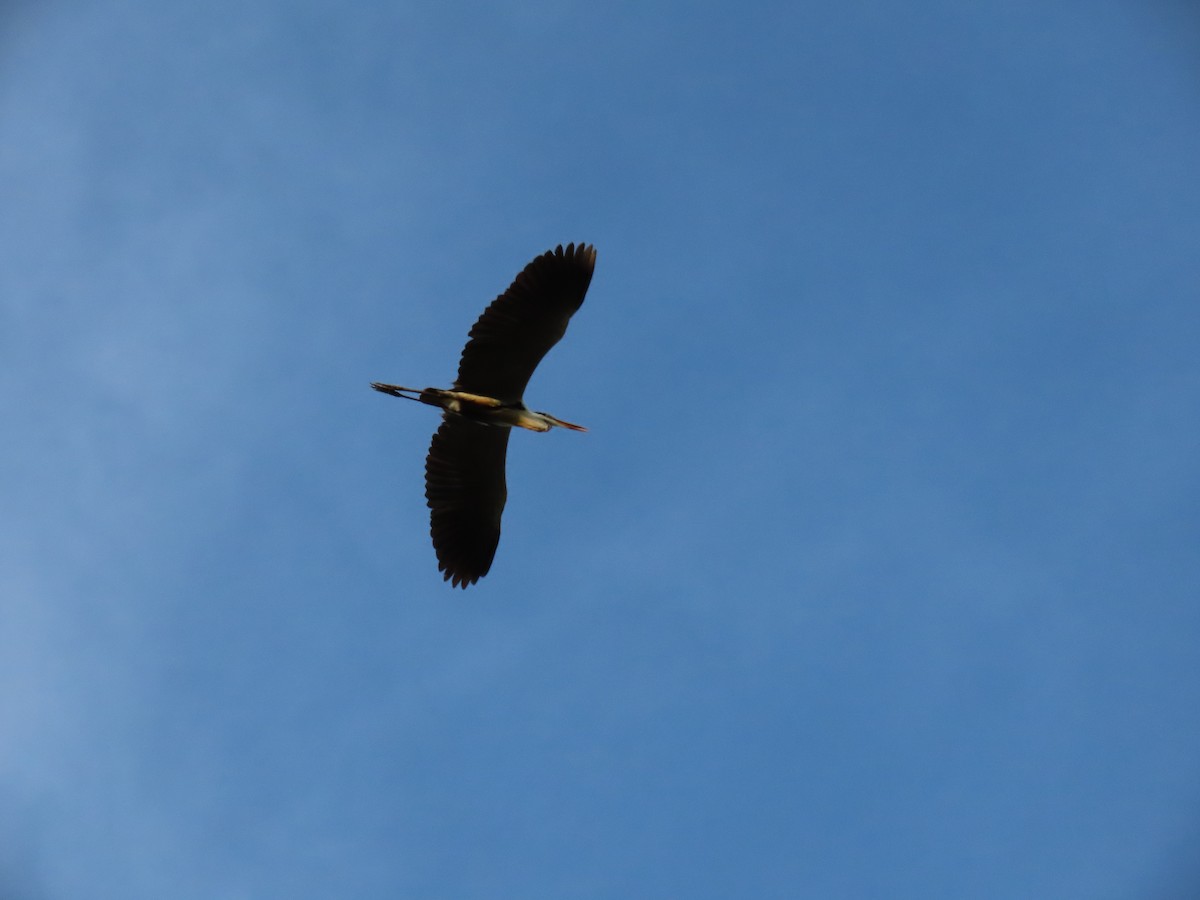 Cocoi Heron - ML641096299