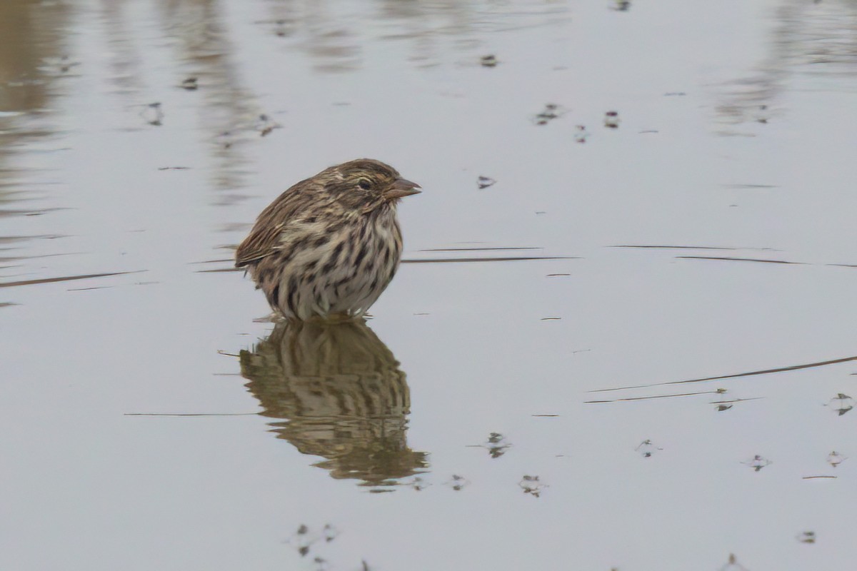 Savannah Sparrow (Belding's) - ML641096306