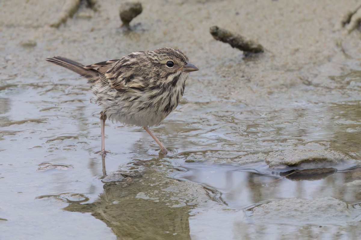 Savannah Sparrow (Belding's) - ML641096309