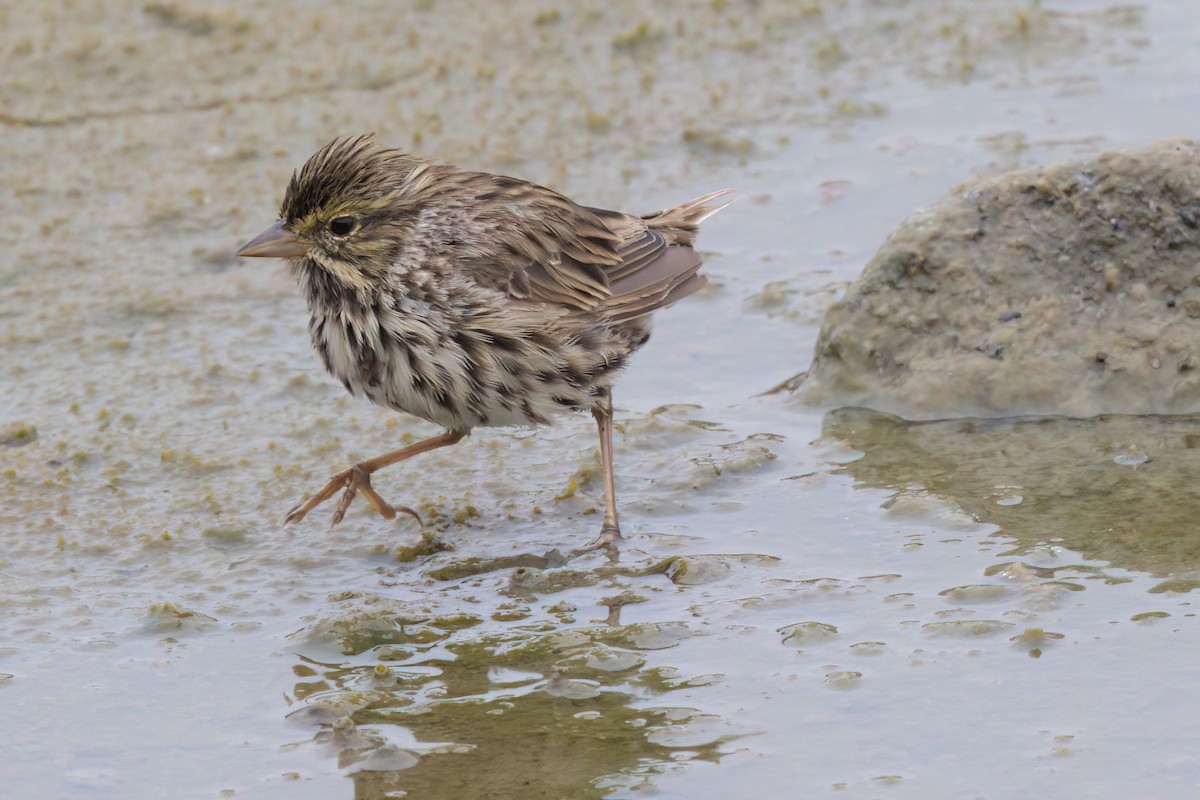 Savannah Sparrow (Belding's) - ML641096310