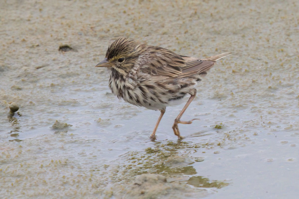 Savannah Sparrow (Belding's) - ML641096311