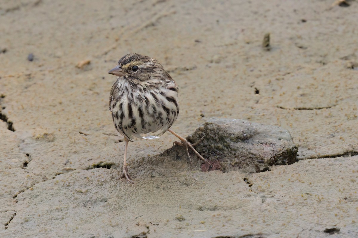 Savannah Sparrow (Belding's) - ML641096312