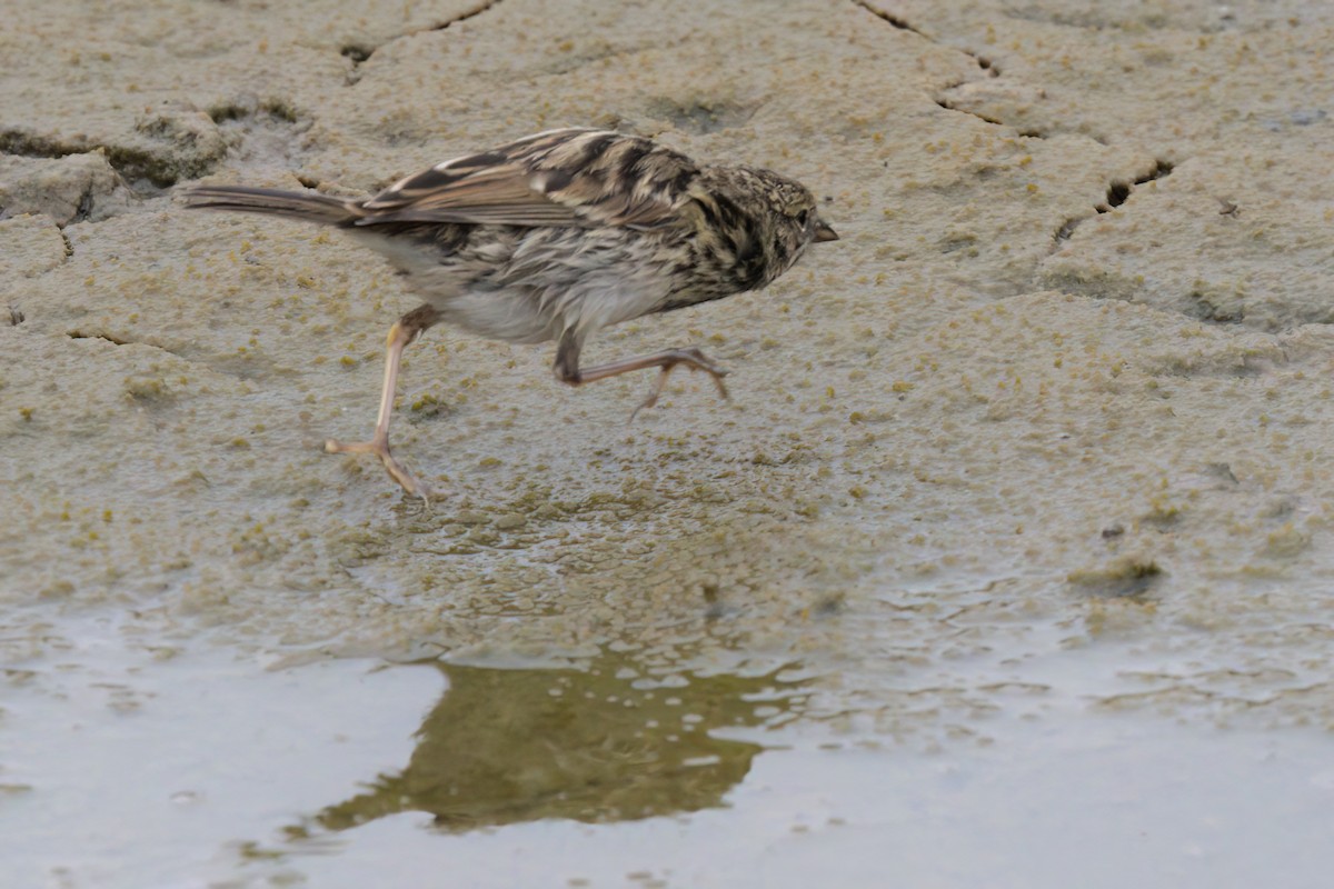 Savannah Sparrow (Belding's) - ML641096313