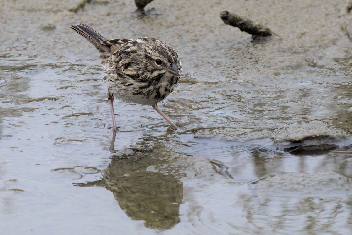 Savannah Sparrow (Belding's) - ML641096314