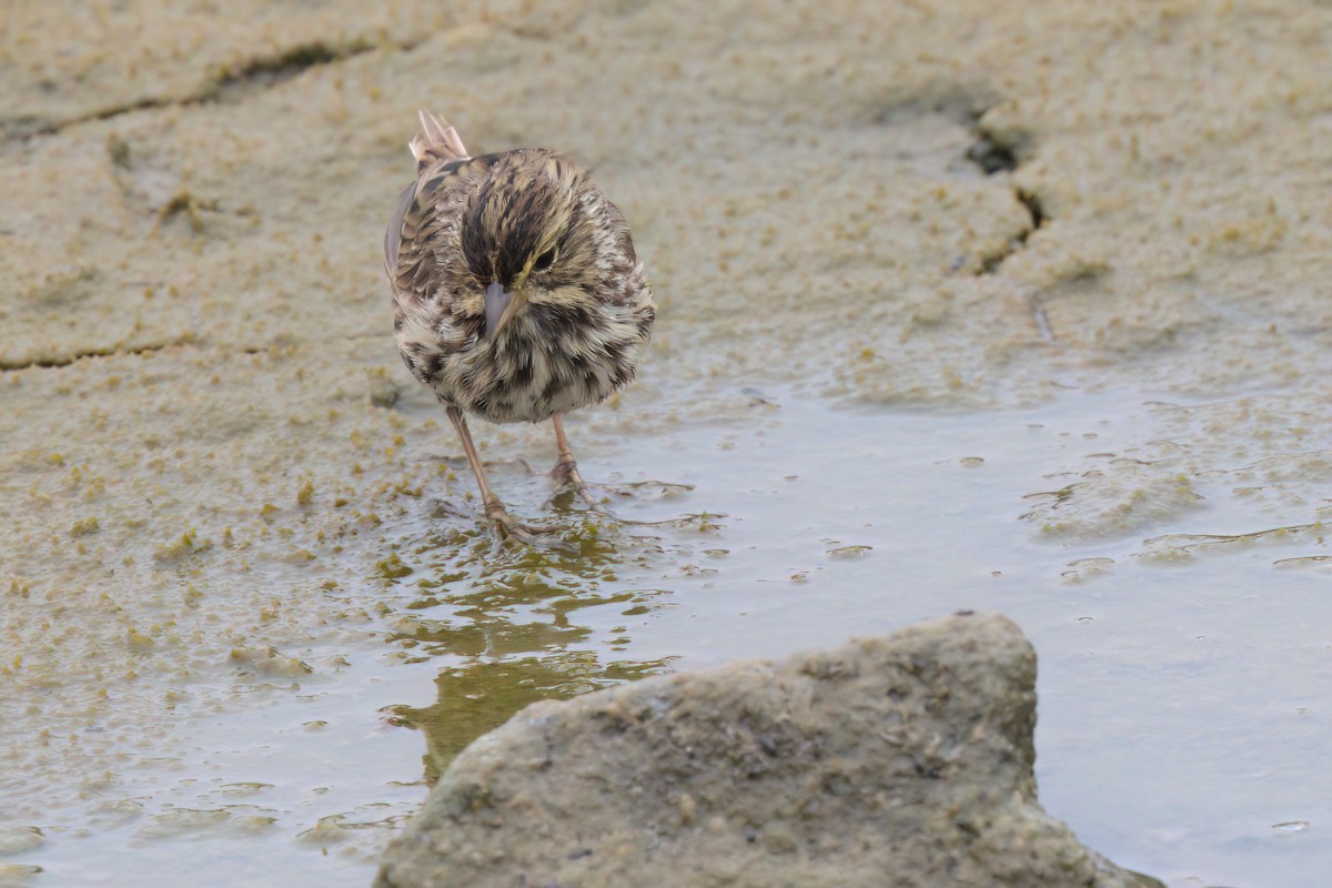Savannah Sparrow (Belding's) - ML641096315