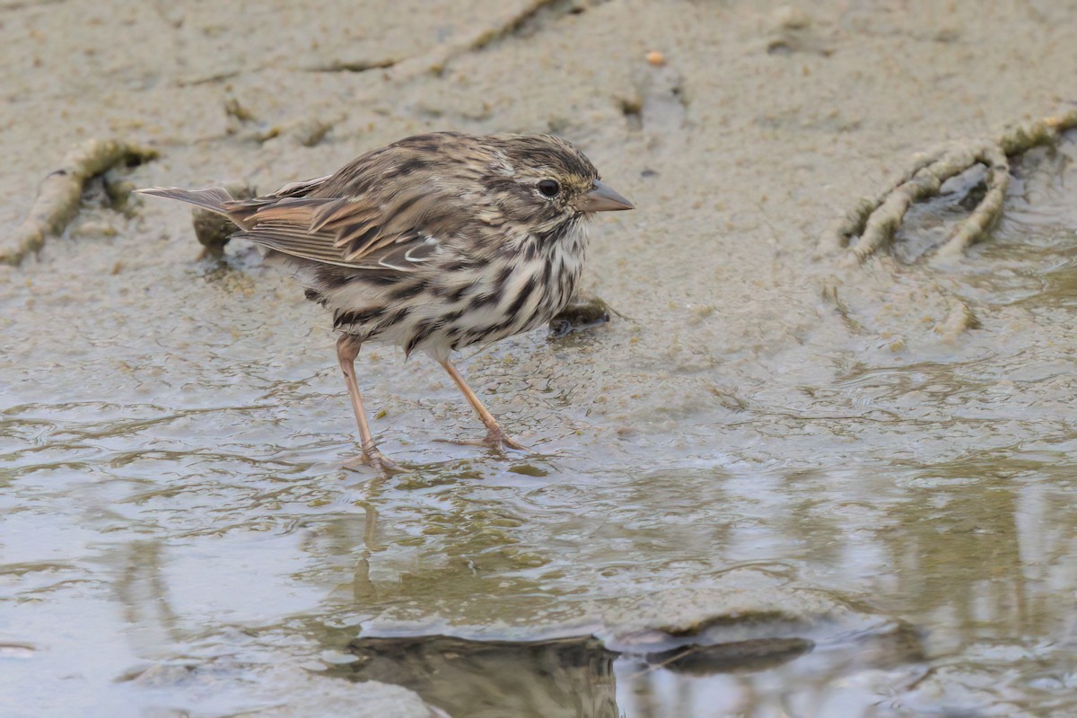 Savannah Sparrow (Belding's) - ML641096316
