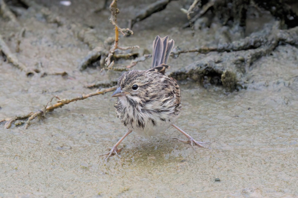 Savannah Sparrow (Belding's) - ML641096319