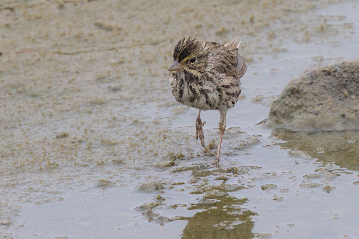 Savannah Sparrow (Belding's) - ML641096320