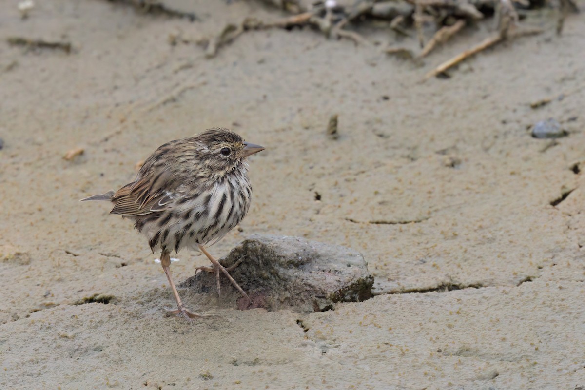 Savannah Sparrow (Belding's) - ML641096321