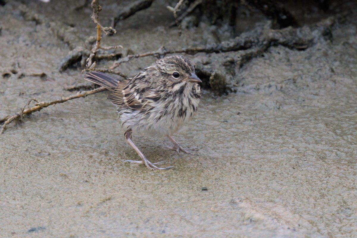 Savannah Sparrow (Belding's) - ML641096322
