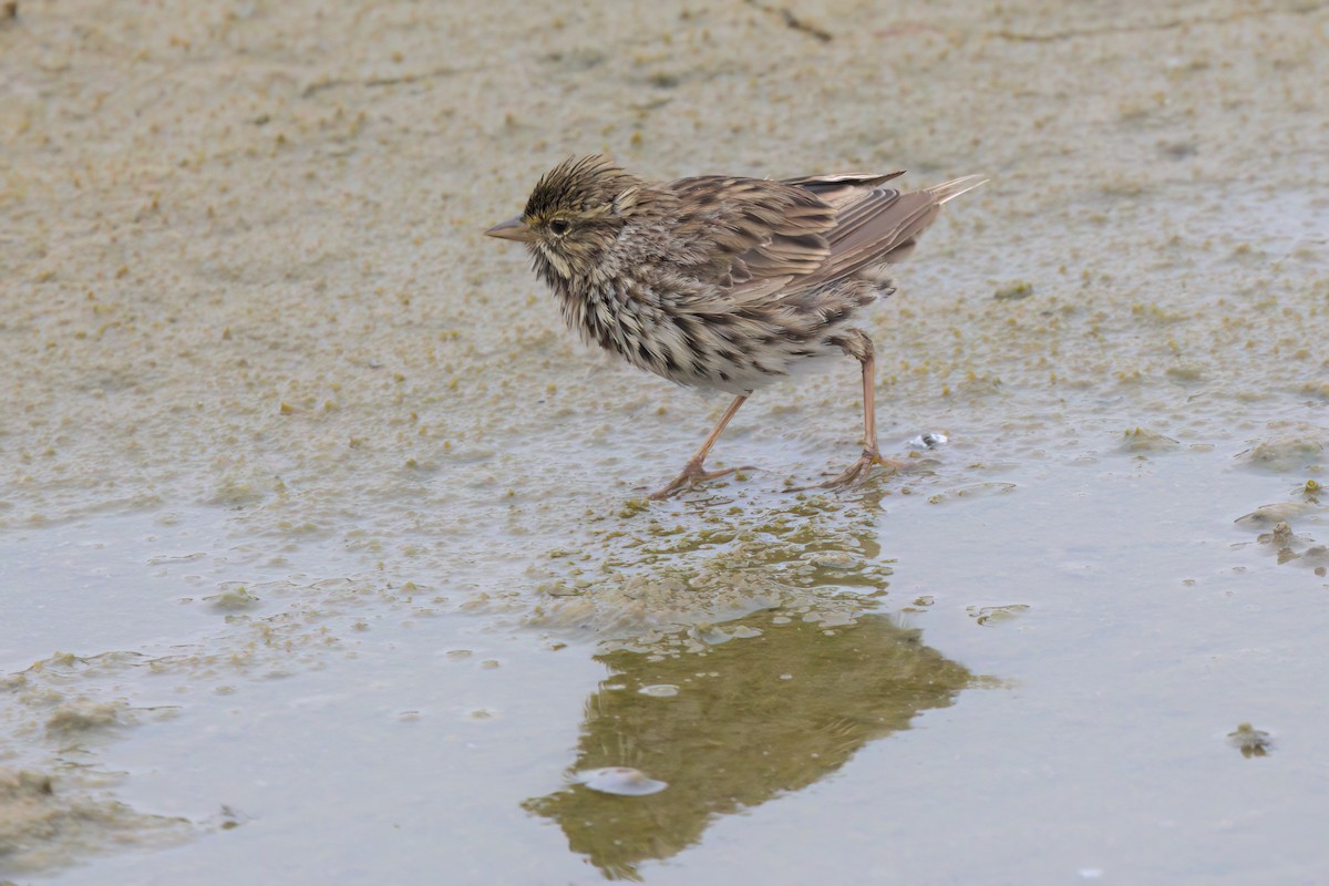 Savannah Sparrow (Belding's) - ML641096323