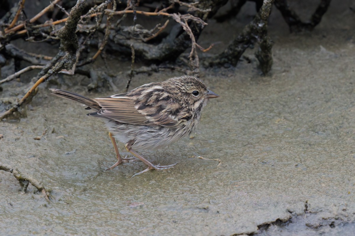 Savannah Sparrow (Belding's) - ML641096325
