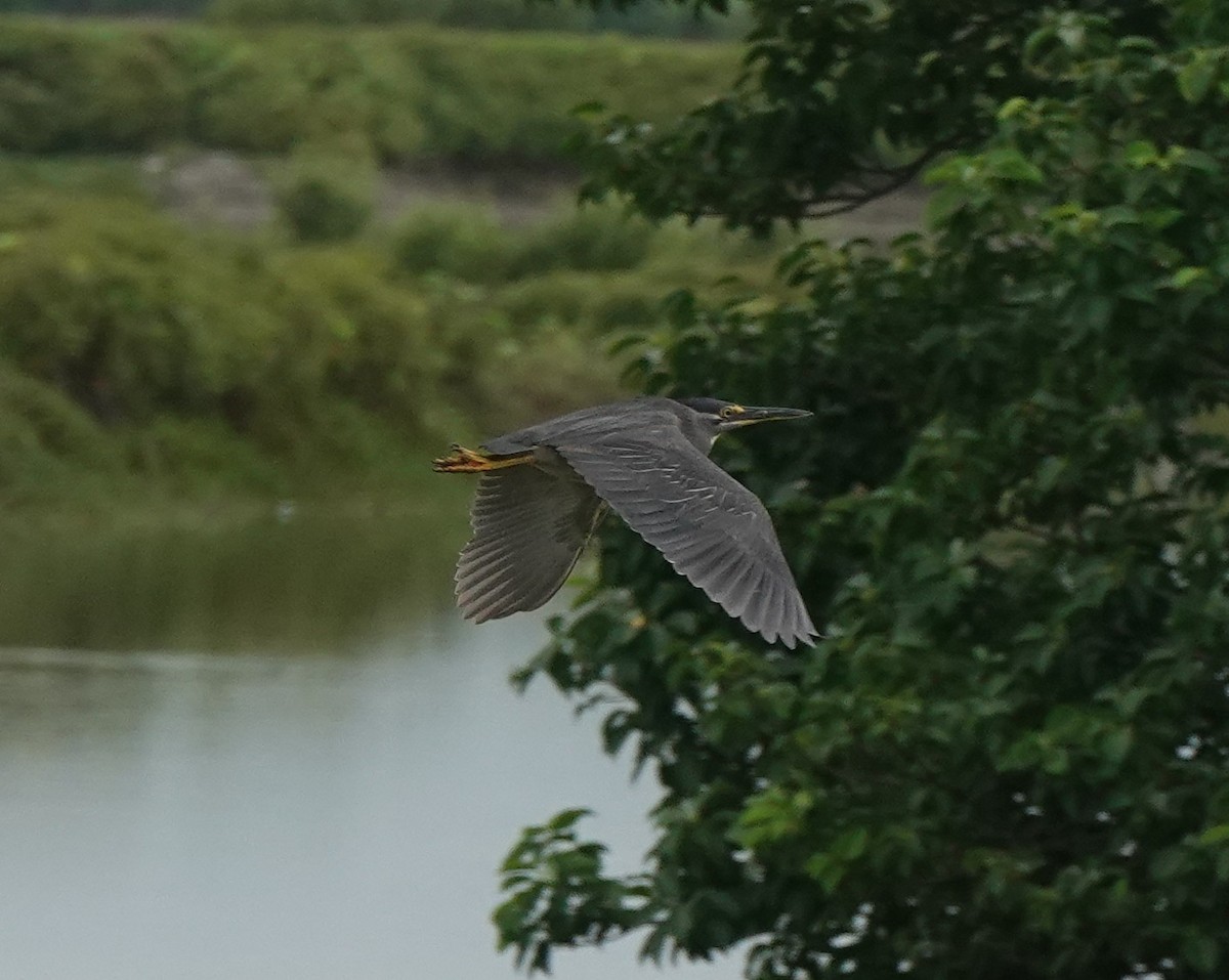 Little Heron - ML641096335