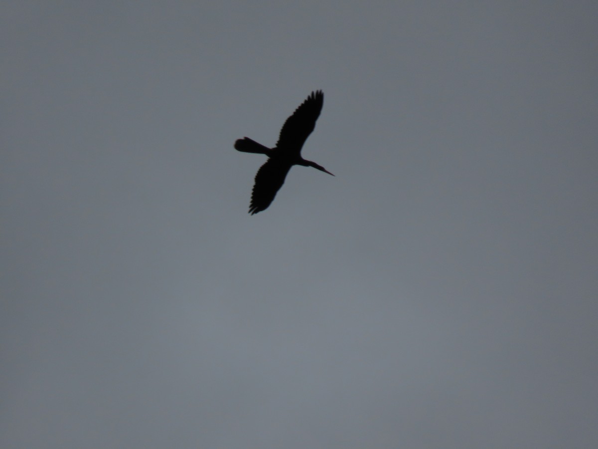 Anhinga - ML641096374