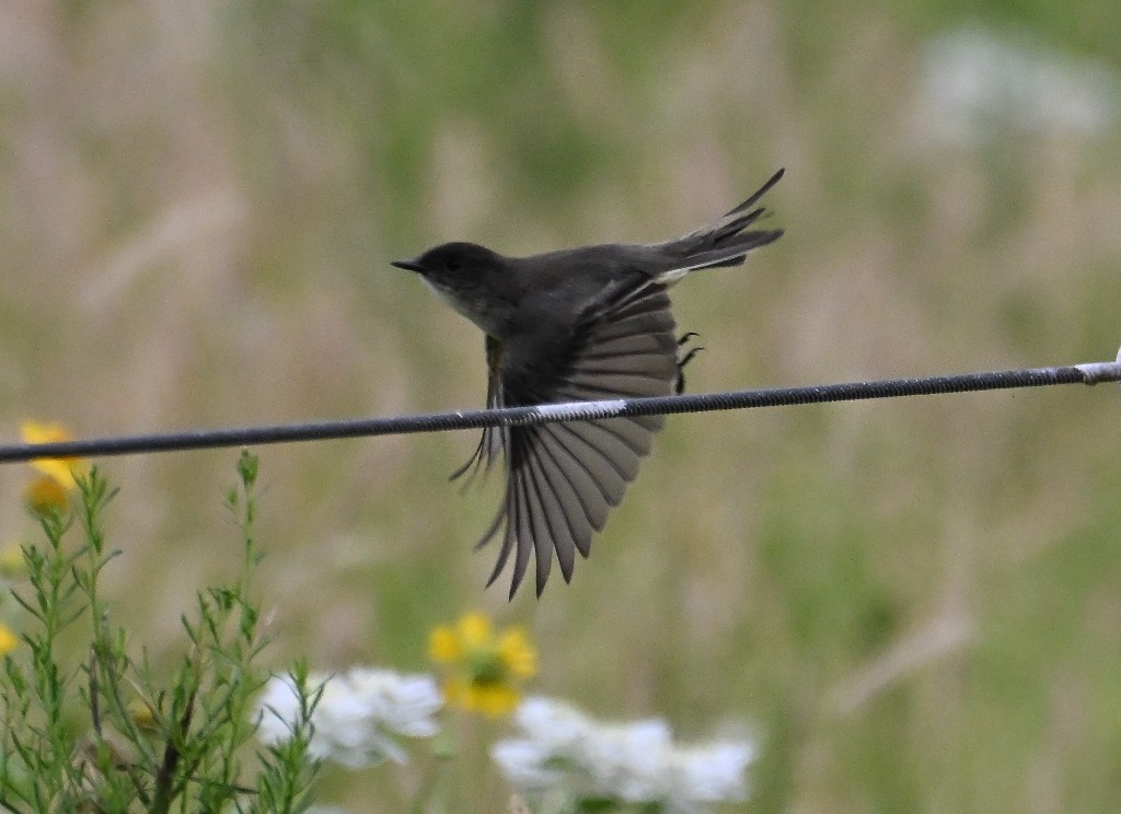 Eastern Phoebe - ML641096404