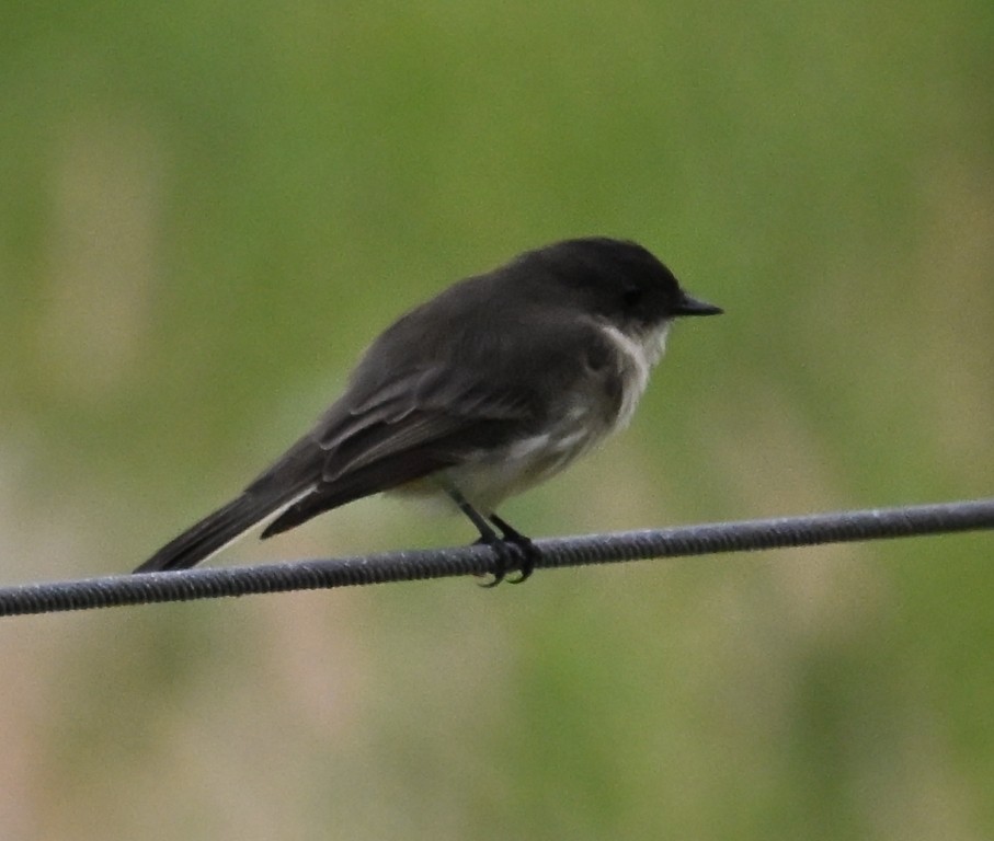 Eastern Phoebe - ML641096405