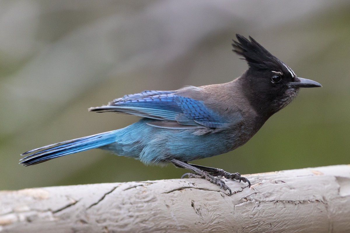 Steller's Jay - Todd Dixon