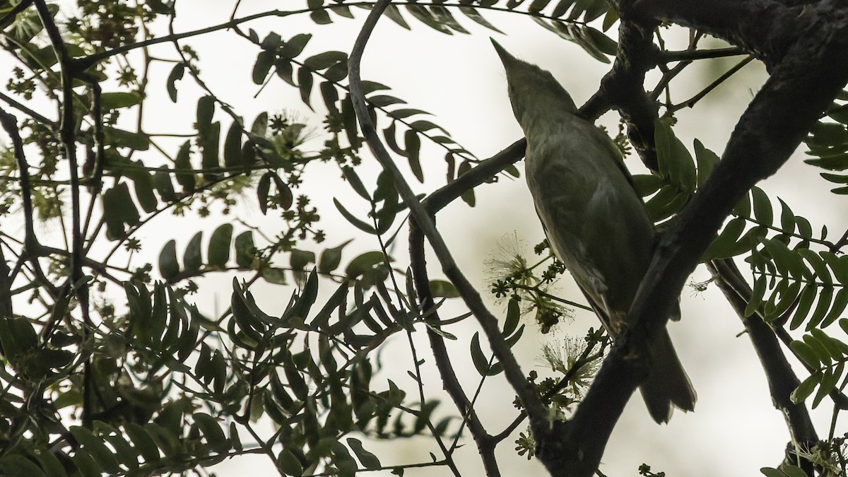 Sakhalin Leaf Warbler - ML641096456