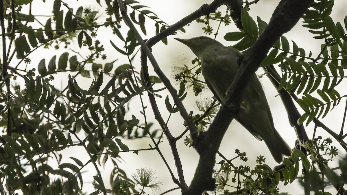Sakhalin Leaf Warbler - ML641096457