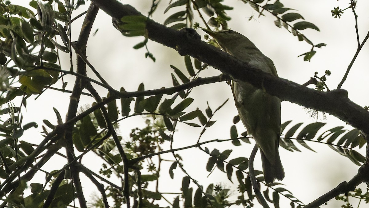 Sakhalin Leaf Warbler - ML641096458
