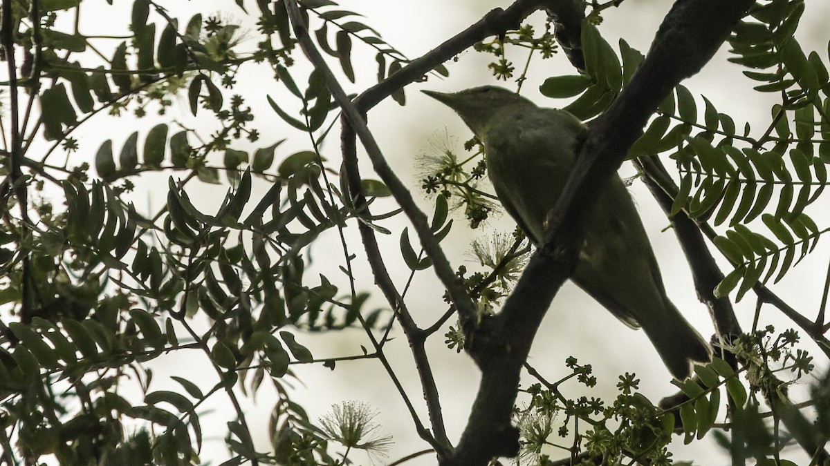 Sakhalin Leaf Warbler - ML641096459