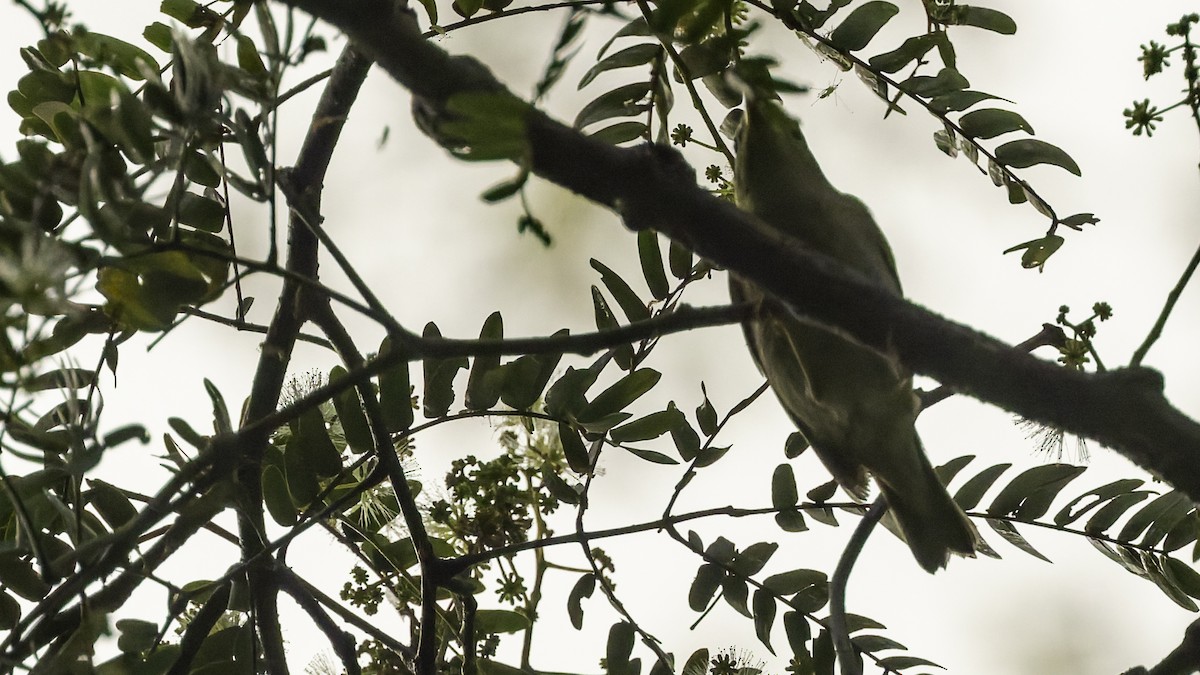 Sakhalin Leaf Warbler - ML641096460