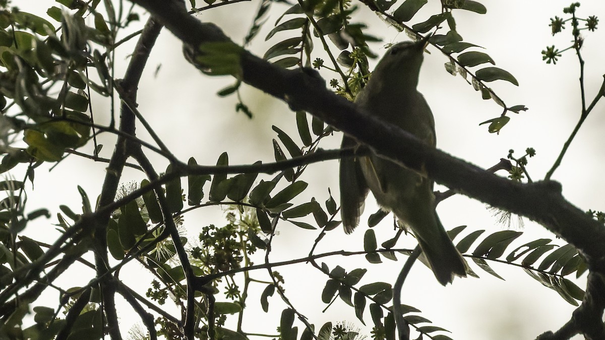 Sakhalin Leaf Warbler - ML641096461